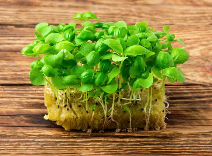 Микрозелень базилика зеленого XXL